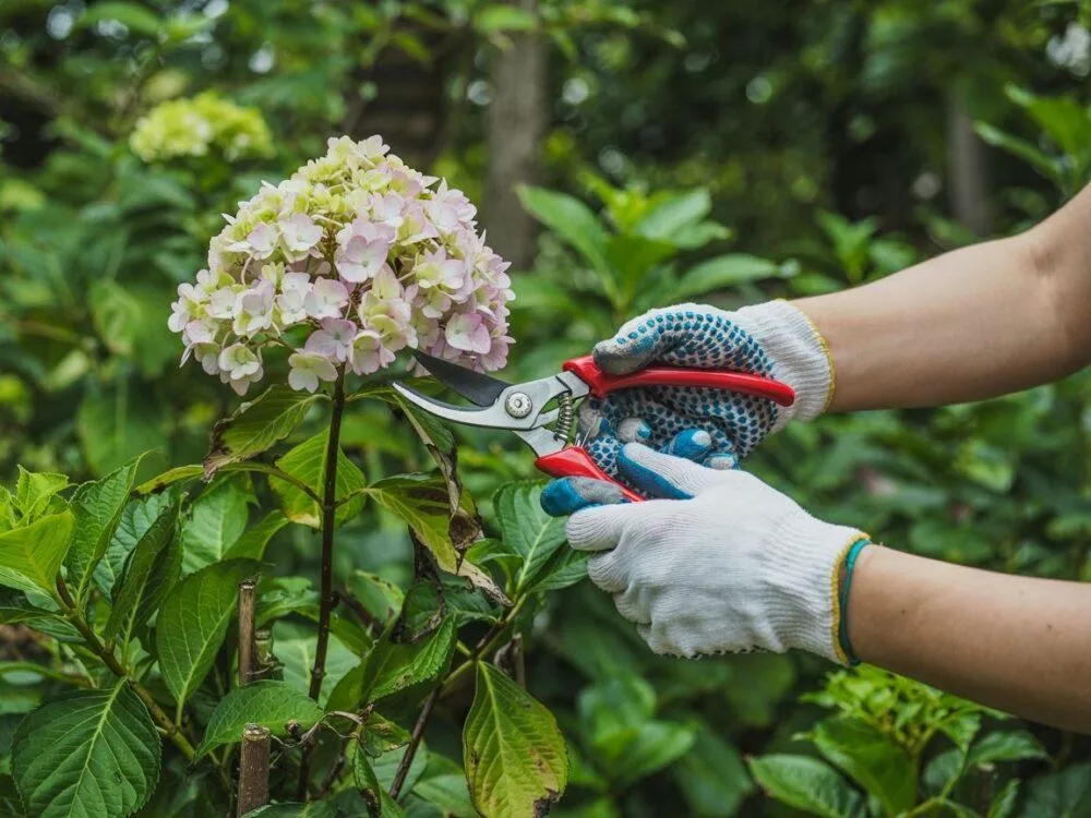 Błędy w przycinaniu hortensji bukietowej