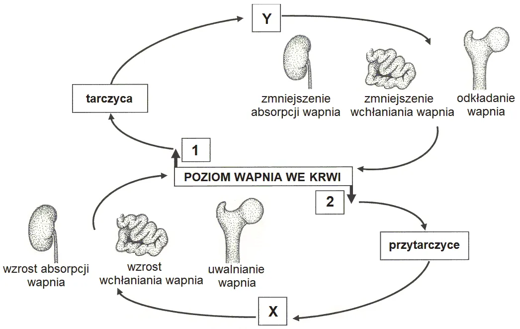 Wpływ parathormonu na organizm schemat