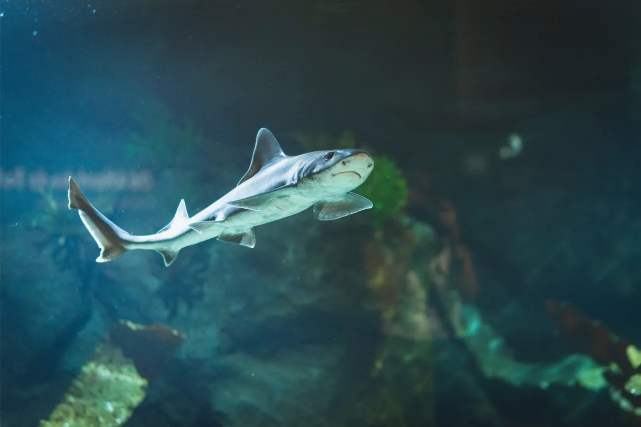 karmienie rekinów Akwarium Gdyńskie