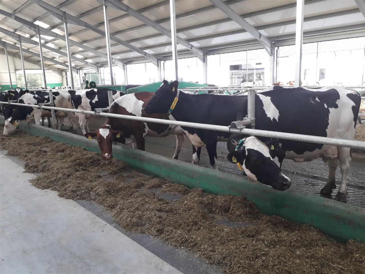 Krowy jedzą paszę w nowoczesnym oborze z systemem alkierzowym.