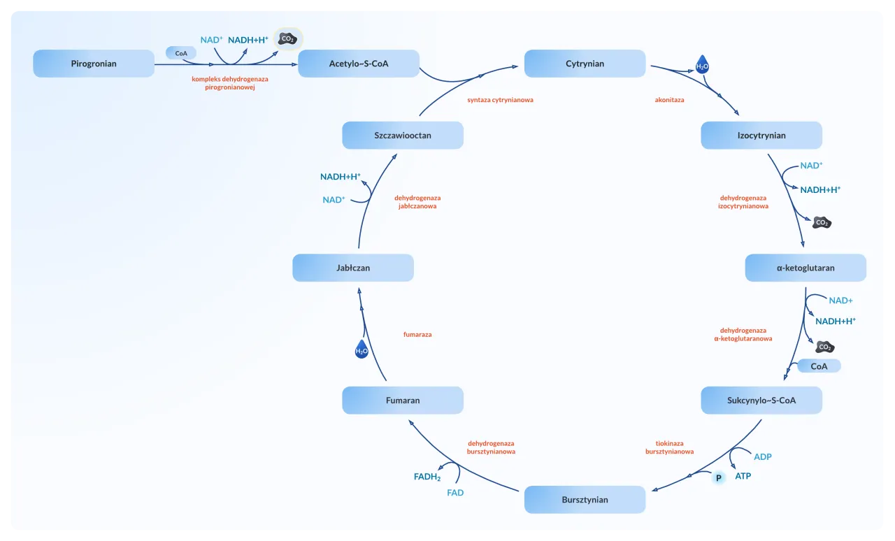 Cykl ATP ADP schemat