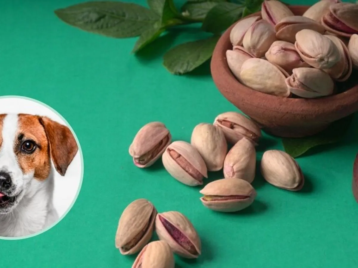pies jedzący pistacje zagrożenia