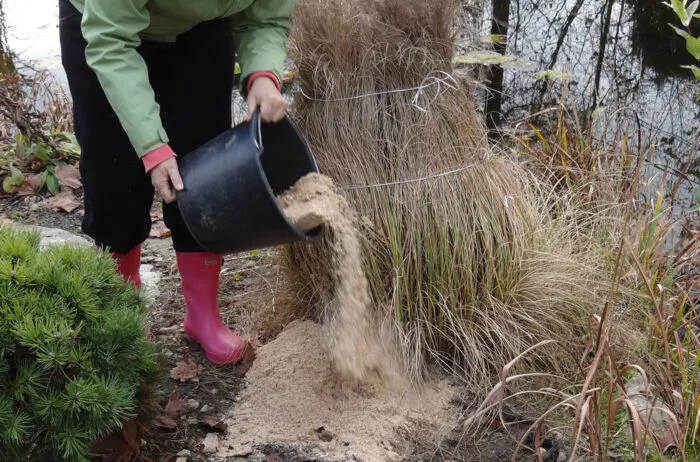 przycinanie miskantów sznurkiem