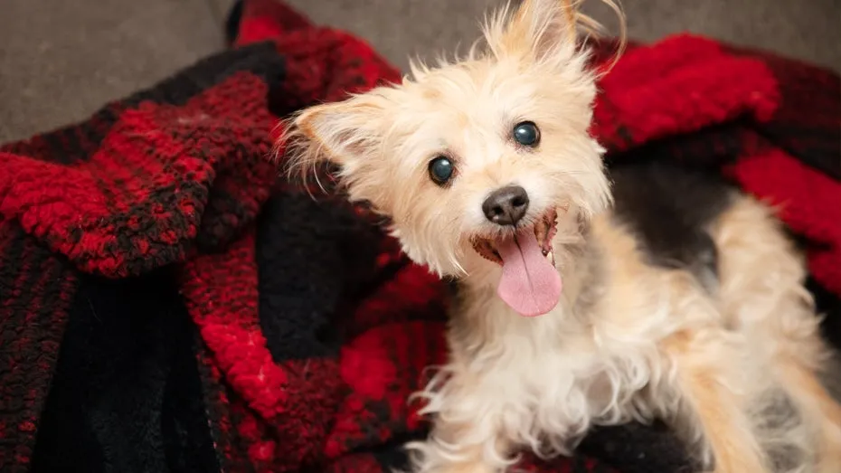 Zdjęcie Dónde adoptar perros: encuentra tu compañero ideal sin complicaciones