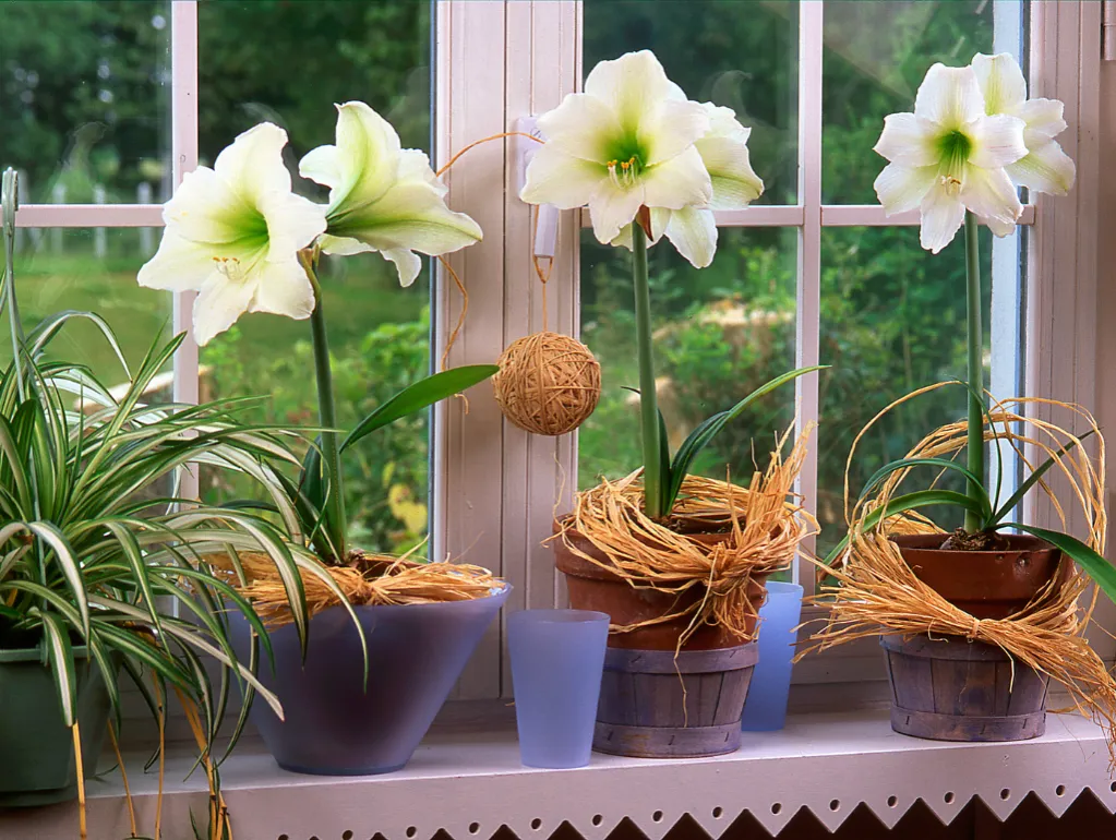 kwitnący amarylis w doniczce