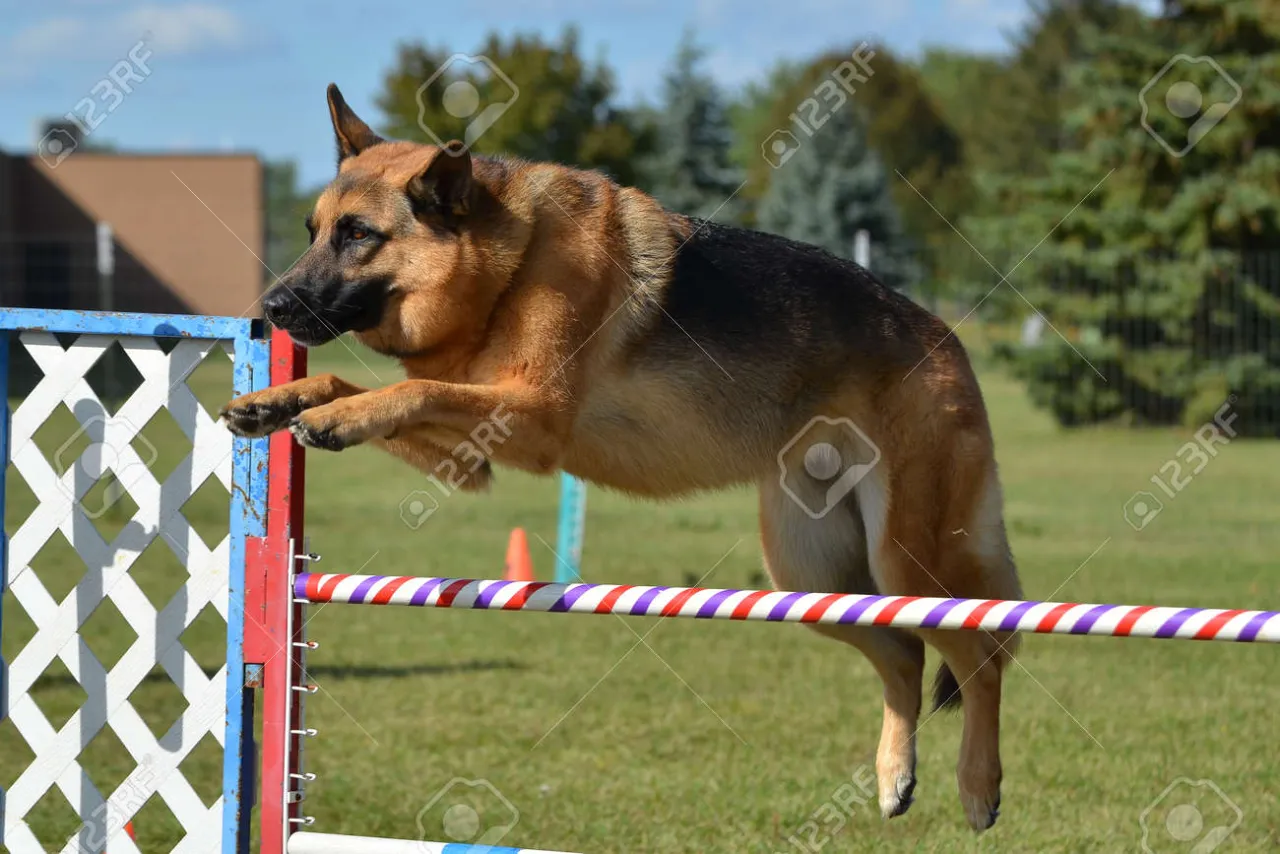 owczarek niemiecki agility
