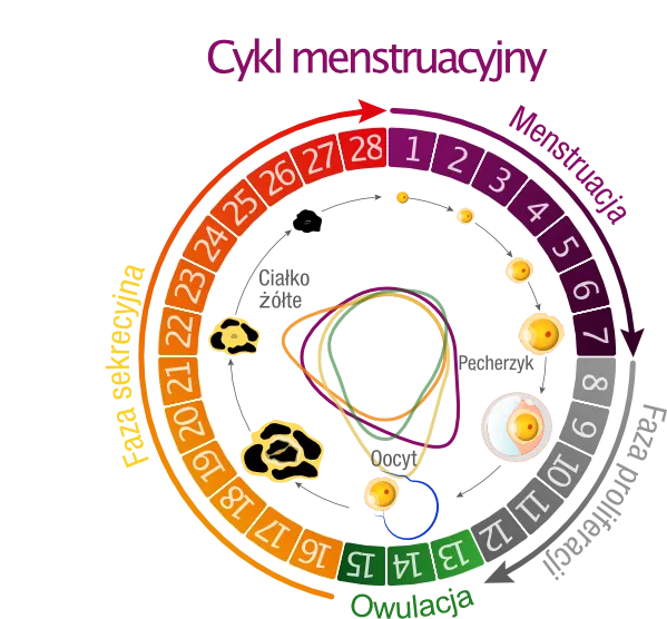 czynniki wpływające na nieregularny cykl miesiączkowy