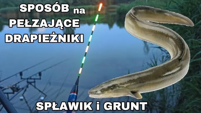 spławik podczas brania ryby