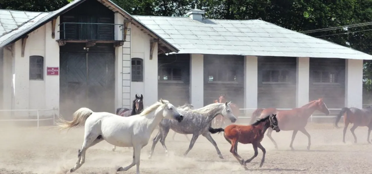 Stadnina Koni Janów Podlaski ogólny widok