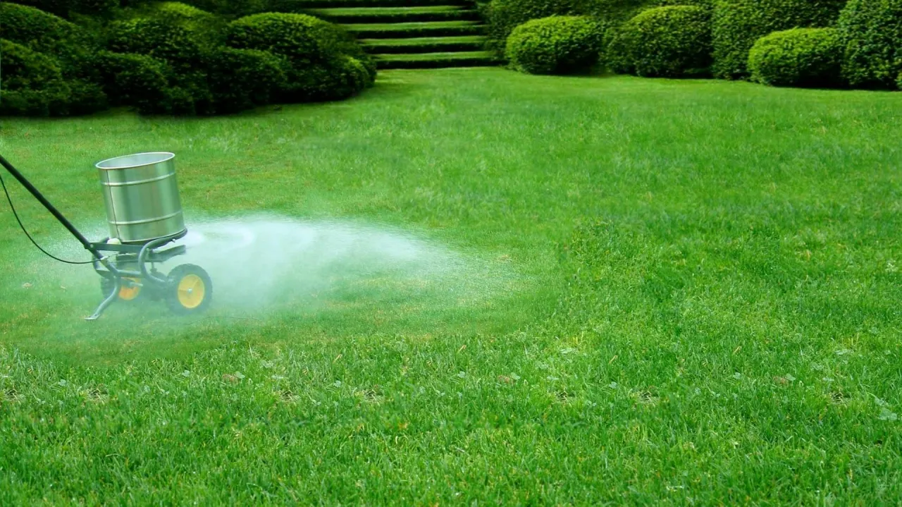 Wapnowanie trawnika zdjęcie