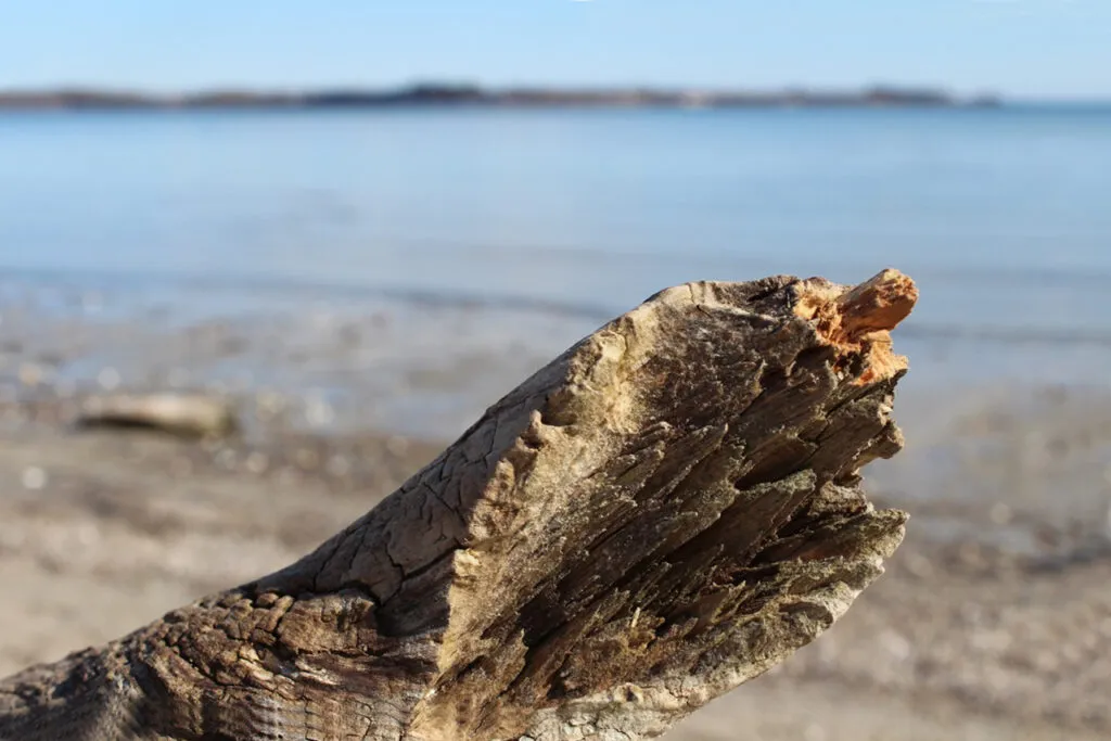 Treibholz sammeln Strand