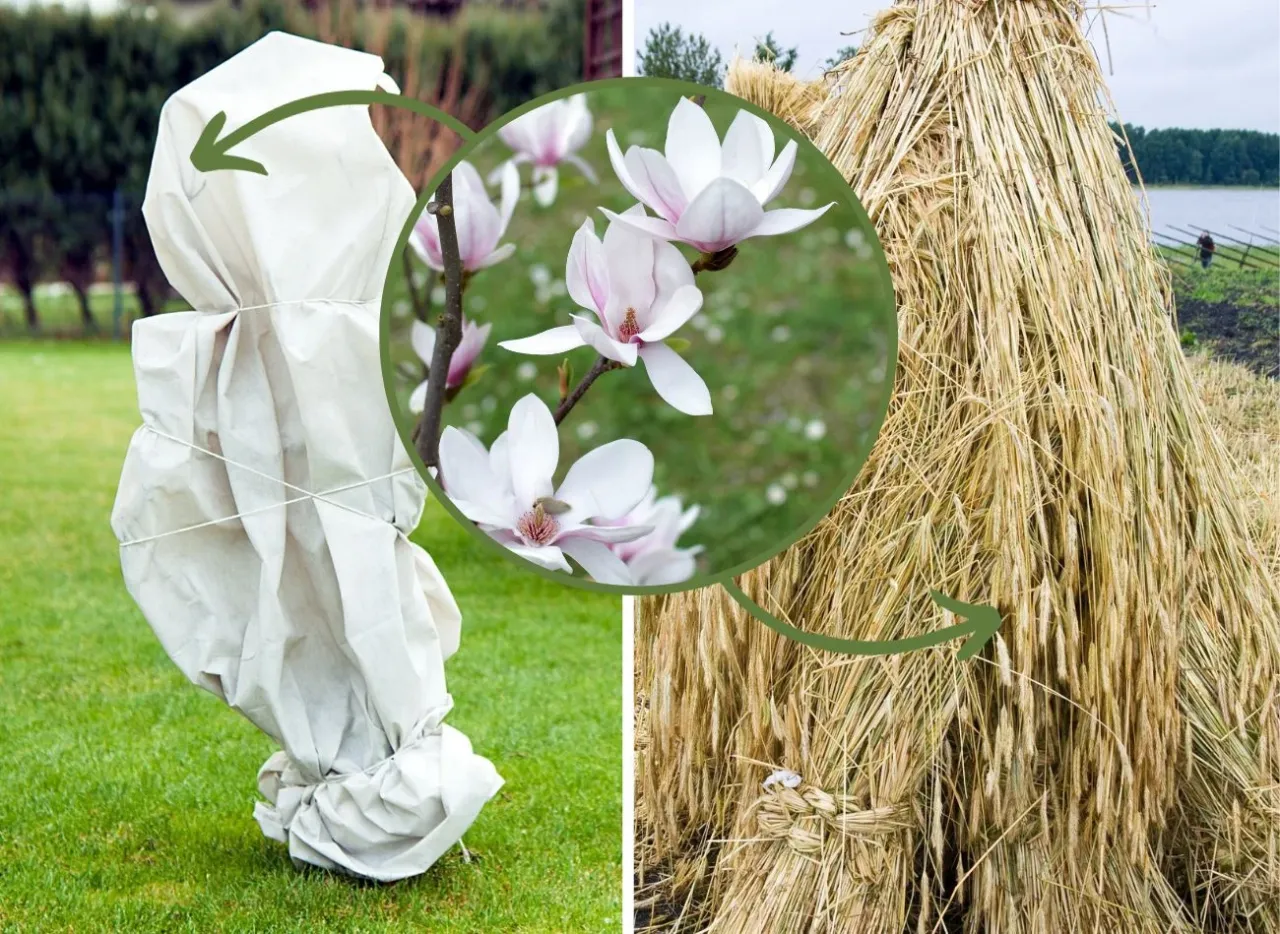 Ochrona magnolii przed mrozem