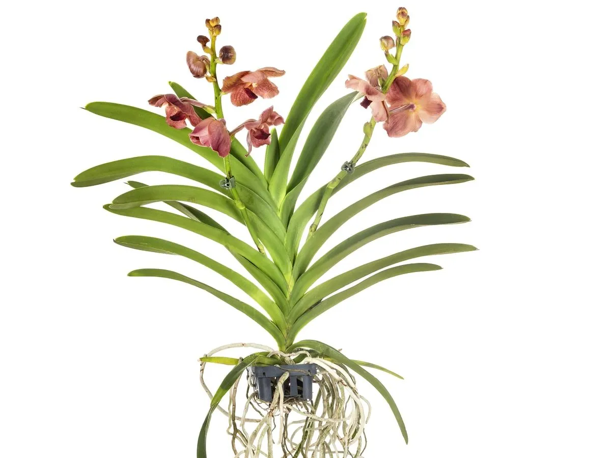 storczyk okres spoczynku