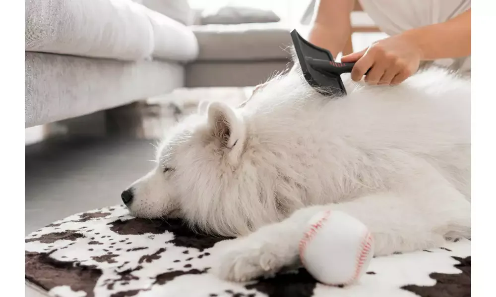 narzędzia do pielęgnacji sierści samoyeda