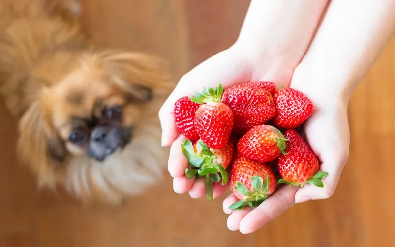 mrożone truskawki dla psa
