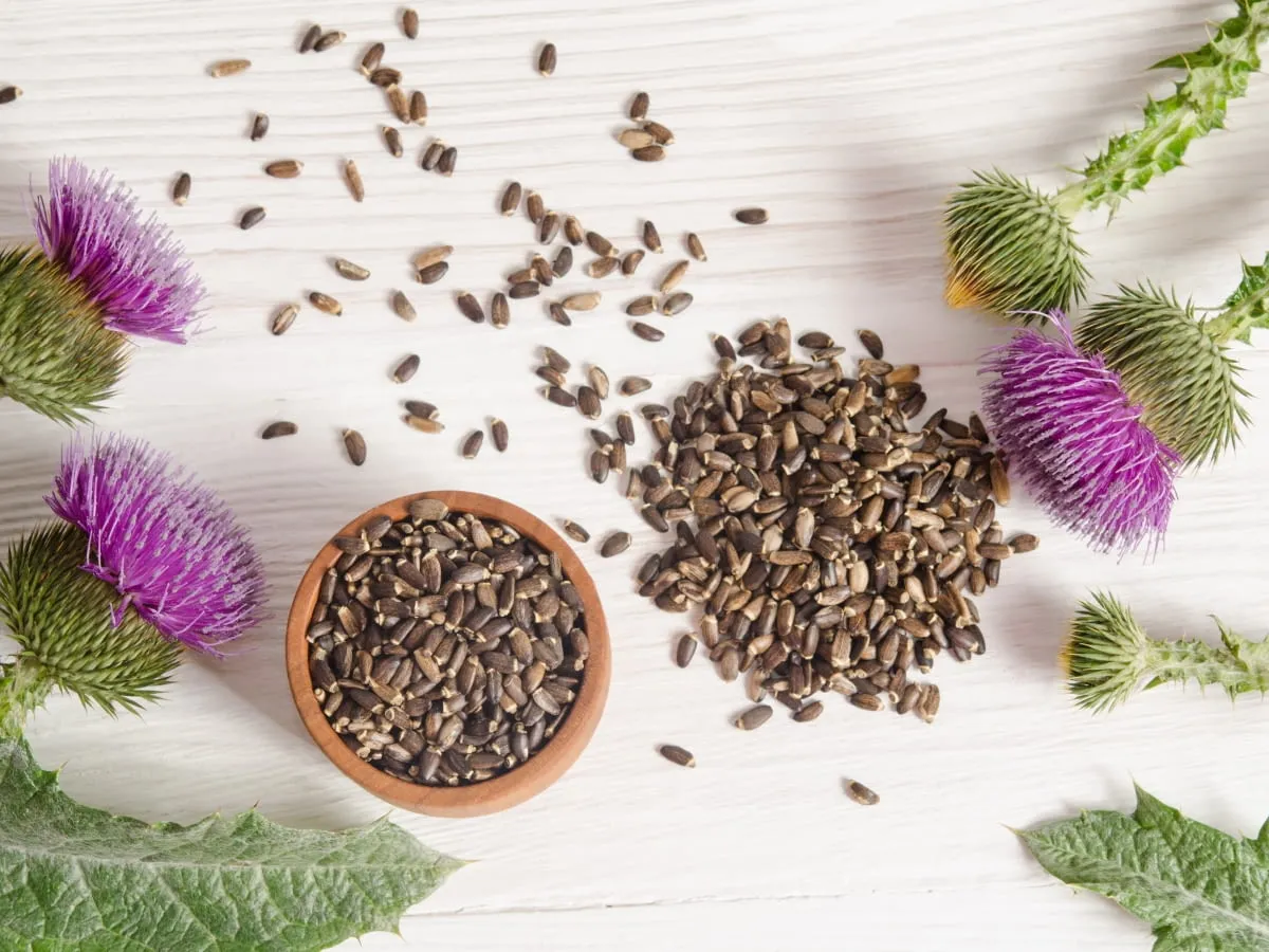 ostropest plamisty roślina i nasiona