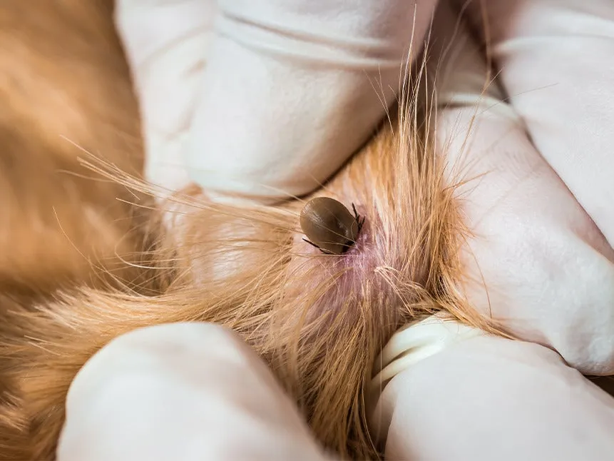 pies kot kleszcze profilaktyka