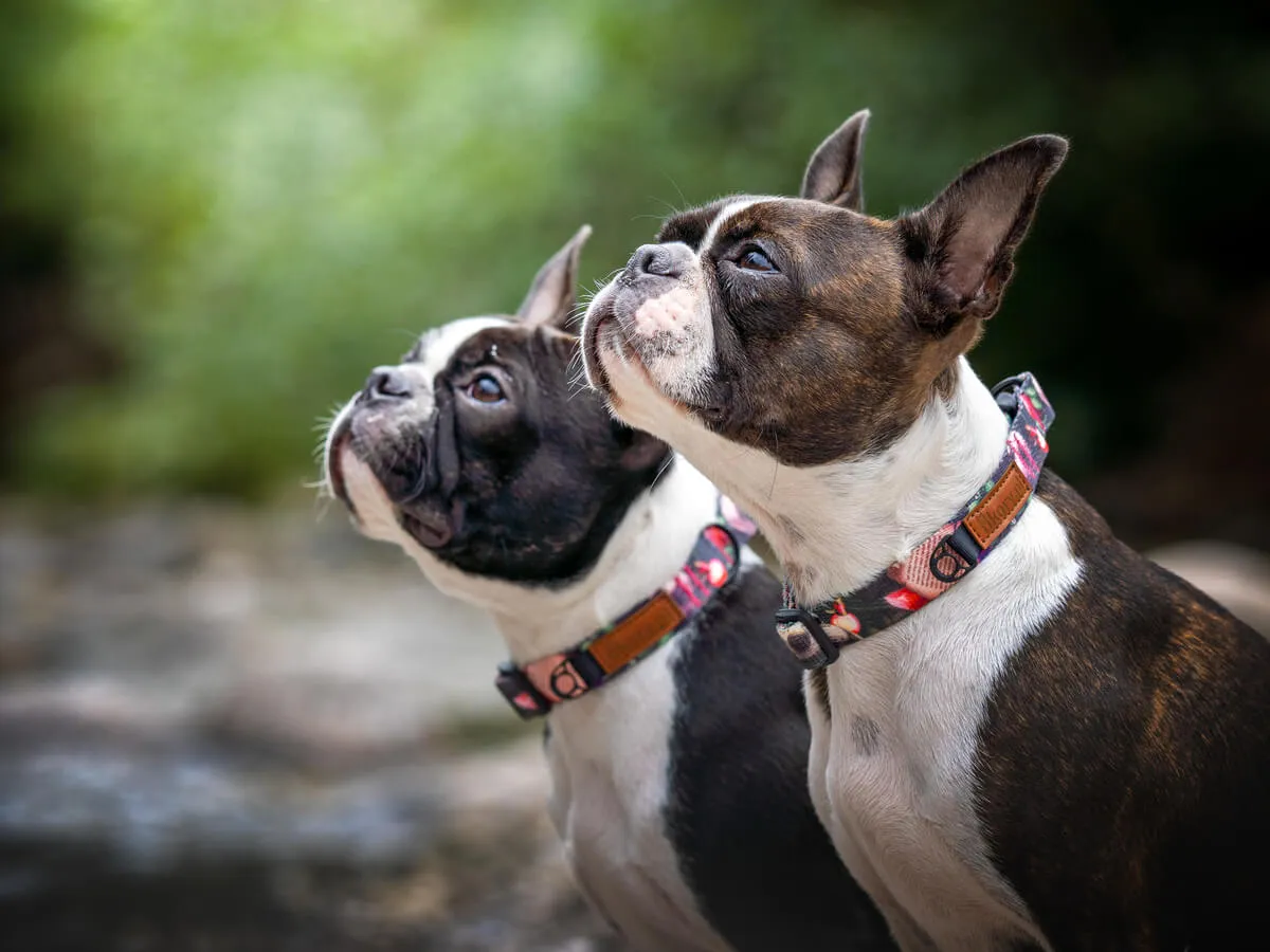 rodzaje obroży dla psa porównanie