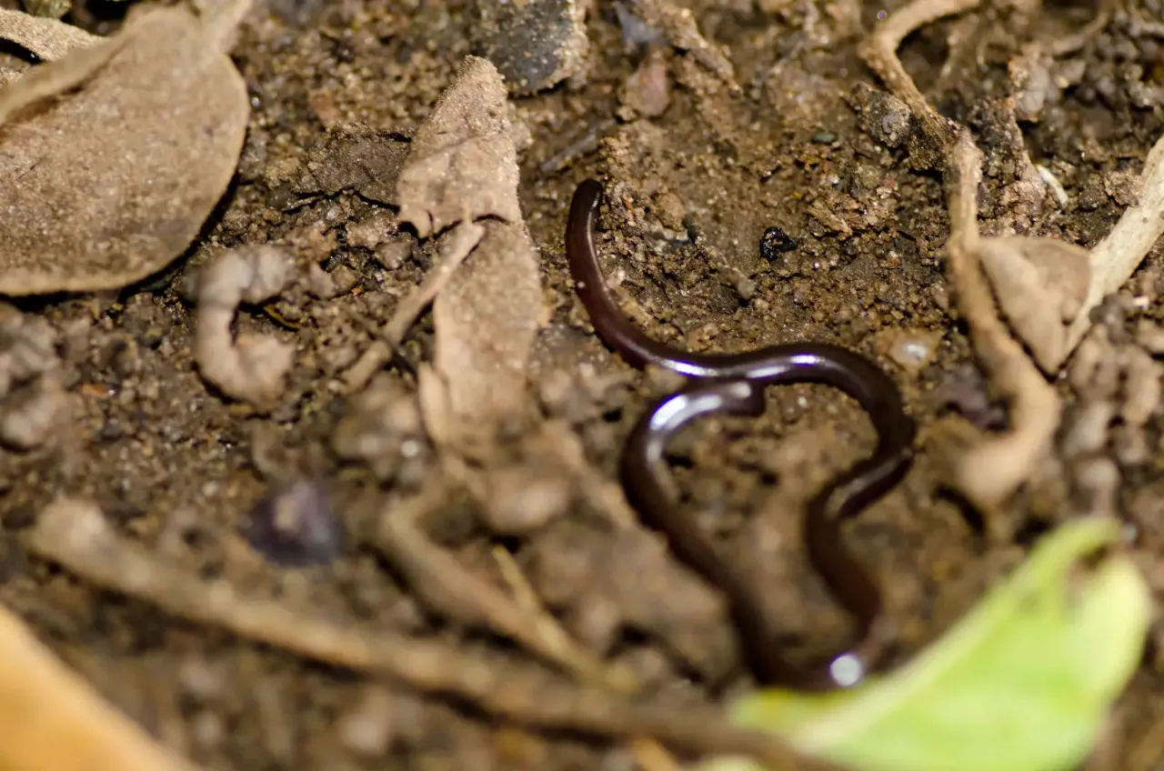 Mały, ciemny wąż wijący się w ziemi. Czy na Mauritiusie są węże? Tak, ale ten wygląda niegroźnie.