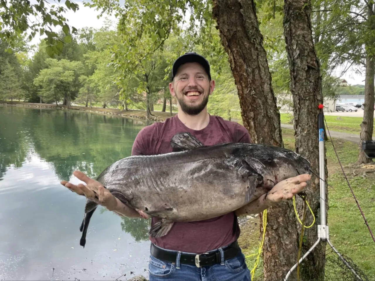 Wędkarz holujący dużego suma na plecionce