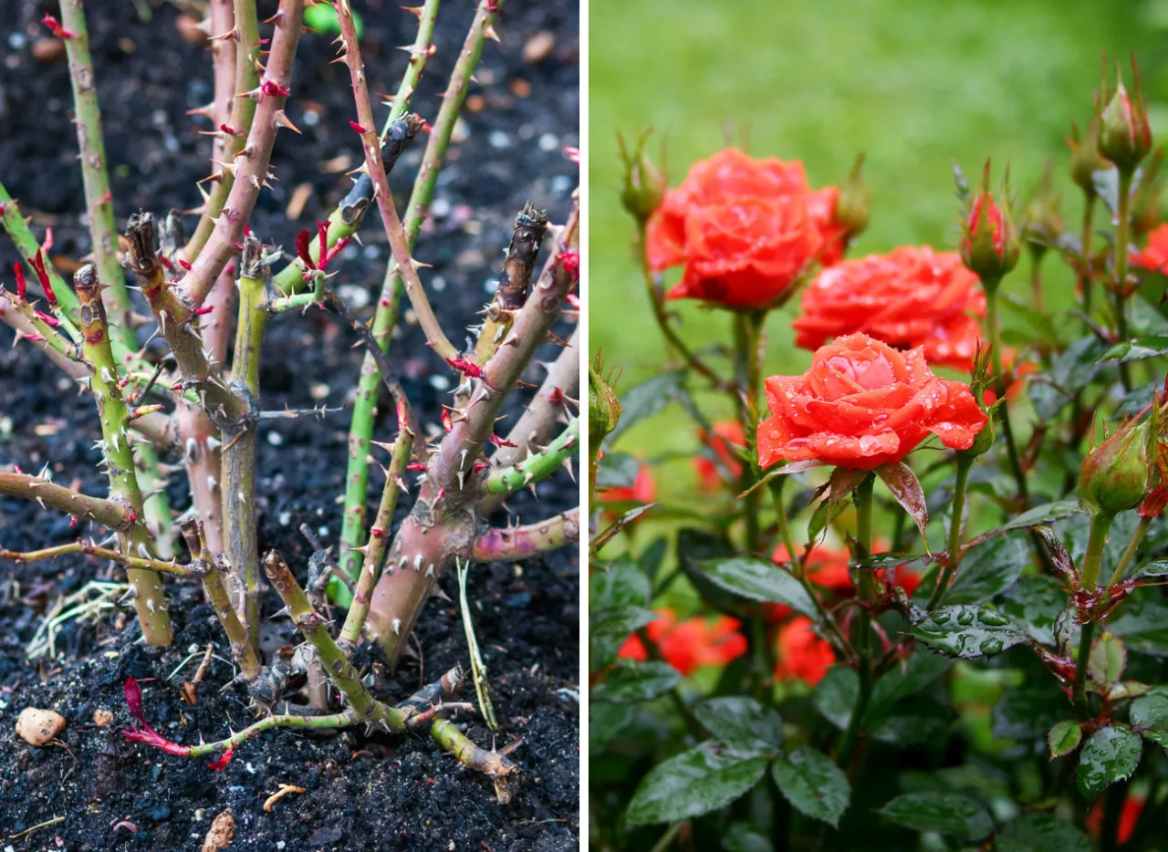 Przycięte r&oacute;że rabatowe