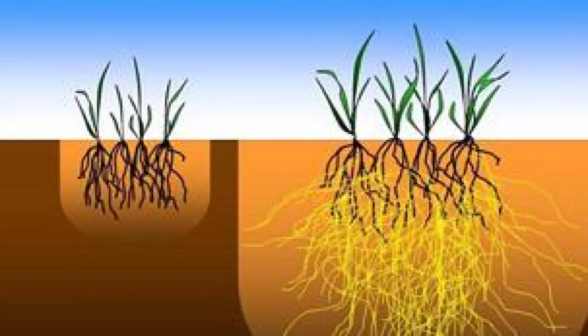 Rośliny z mikoryzą vs bez mikoryzy