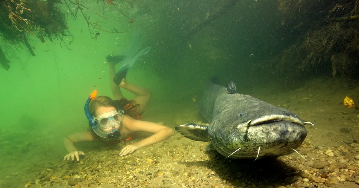 sum drapieżnik podwodny
