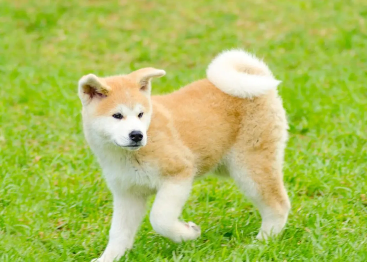 Akita Inu szczeniak je karmę