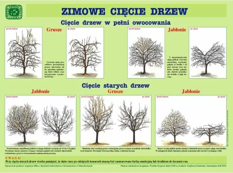 zimowe cięcie drzew owocowych