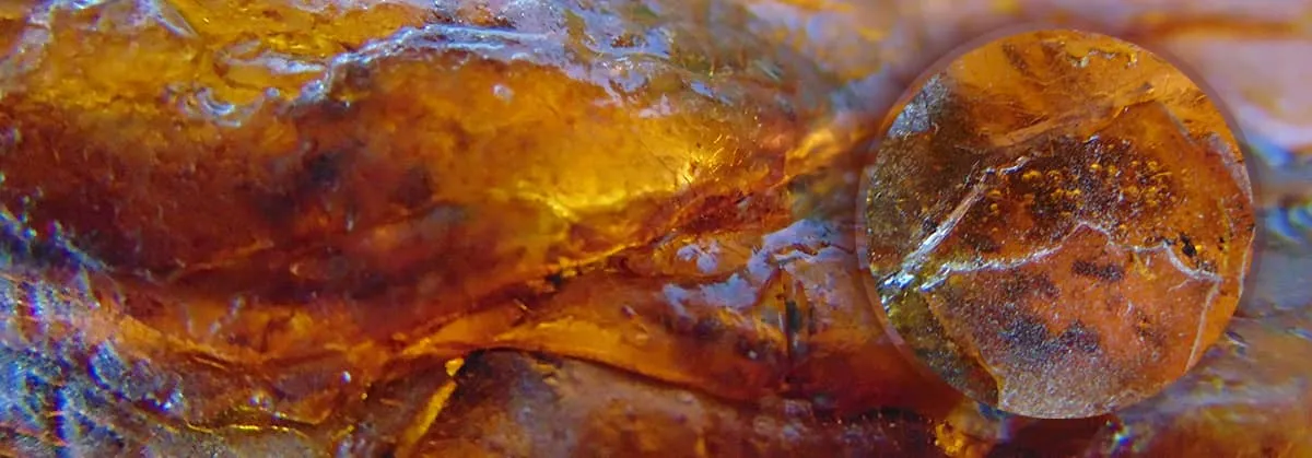 rekonstrukcja lasu eocen bursztyn