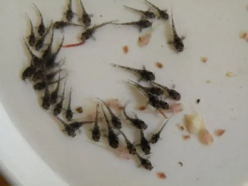 zdrowy narybek kiryska