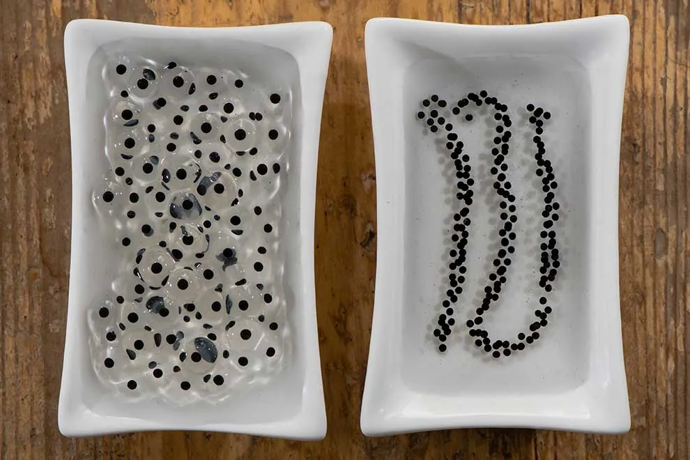 Skrzek ropuchy szarej w wodzie