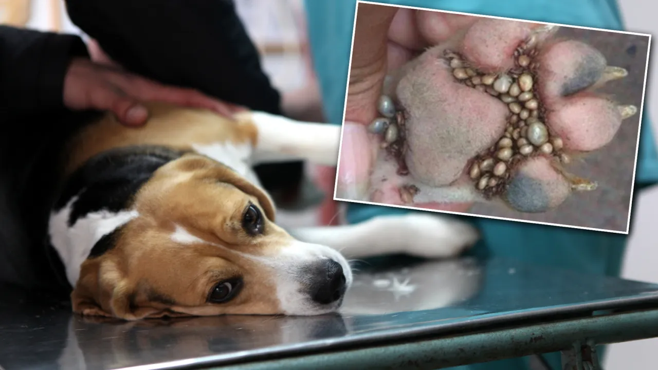 pies z atopią kleszcze