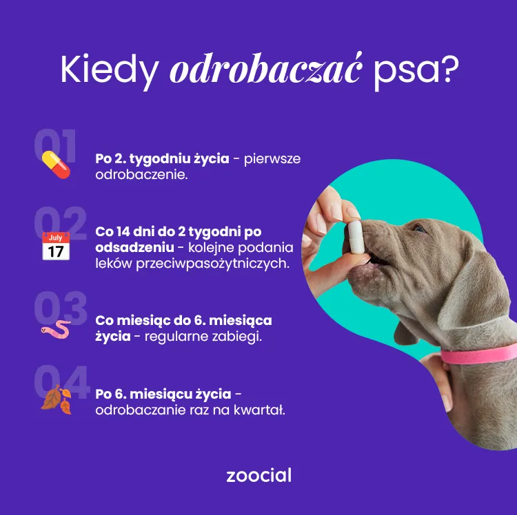 Pies po odrobaczeniu objawy