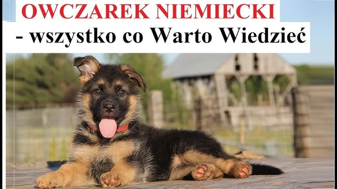 Zdjęcie Czym karmić szczeniaki owczarka niemieckiego, by uniknąć problemów zdrowotnych?