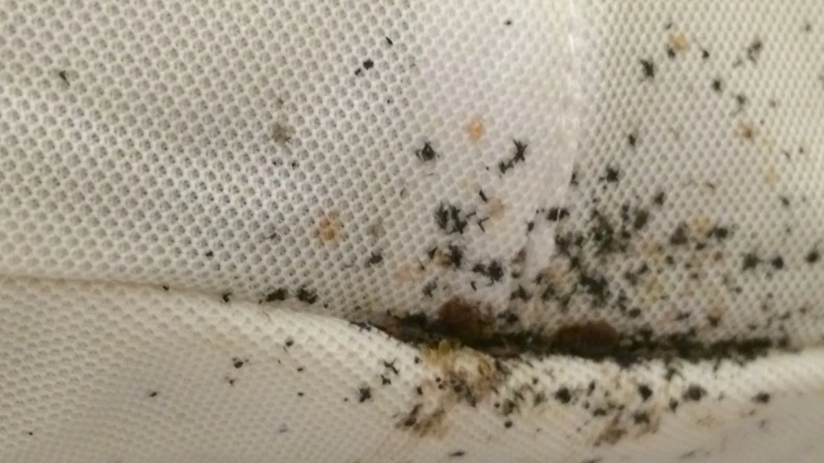 jaja pluskiew na materacu zbliżenie