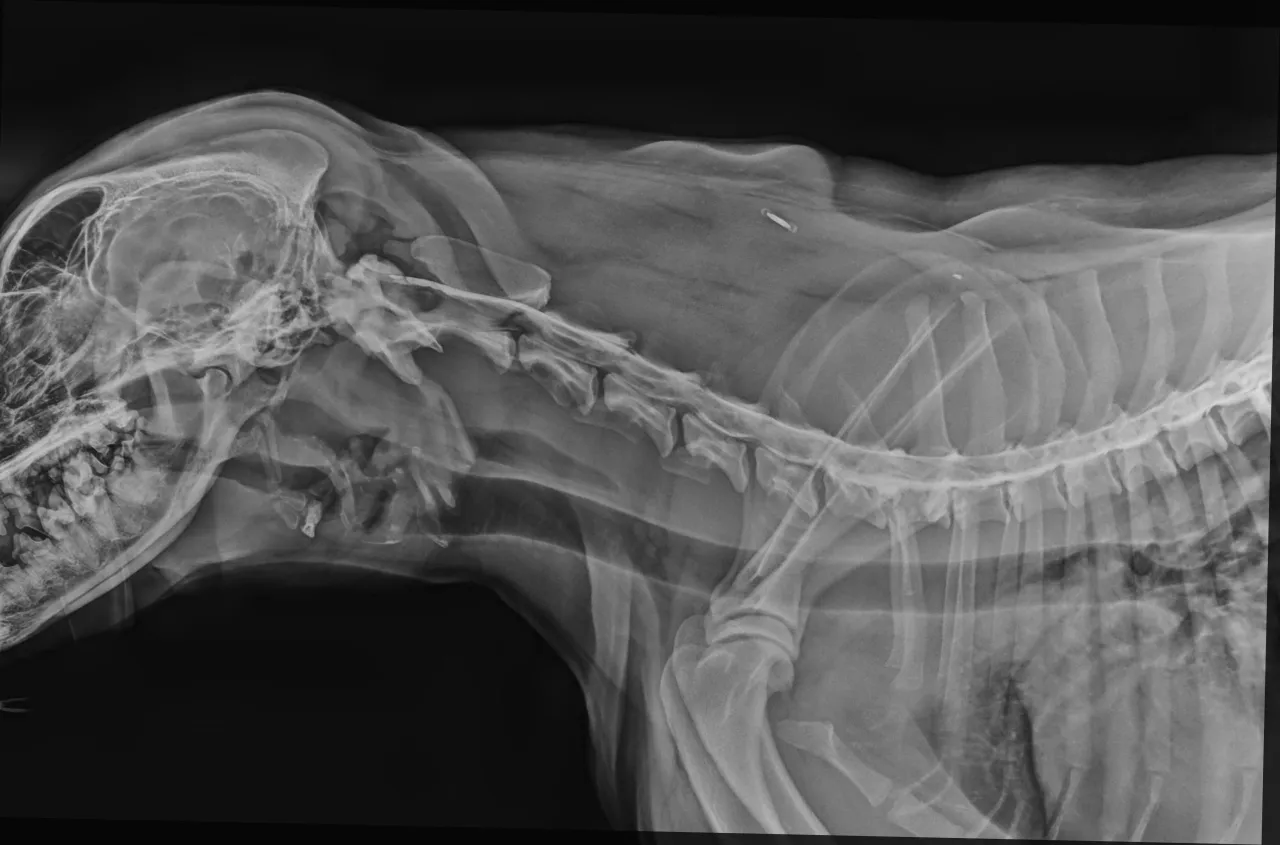 Anatomia kręgosłupa jamnika i dyskopatia