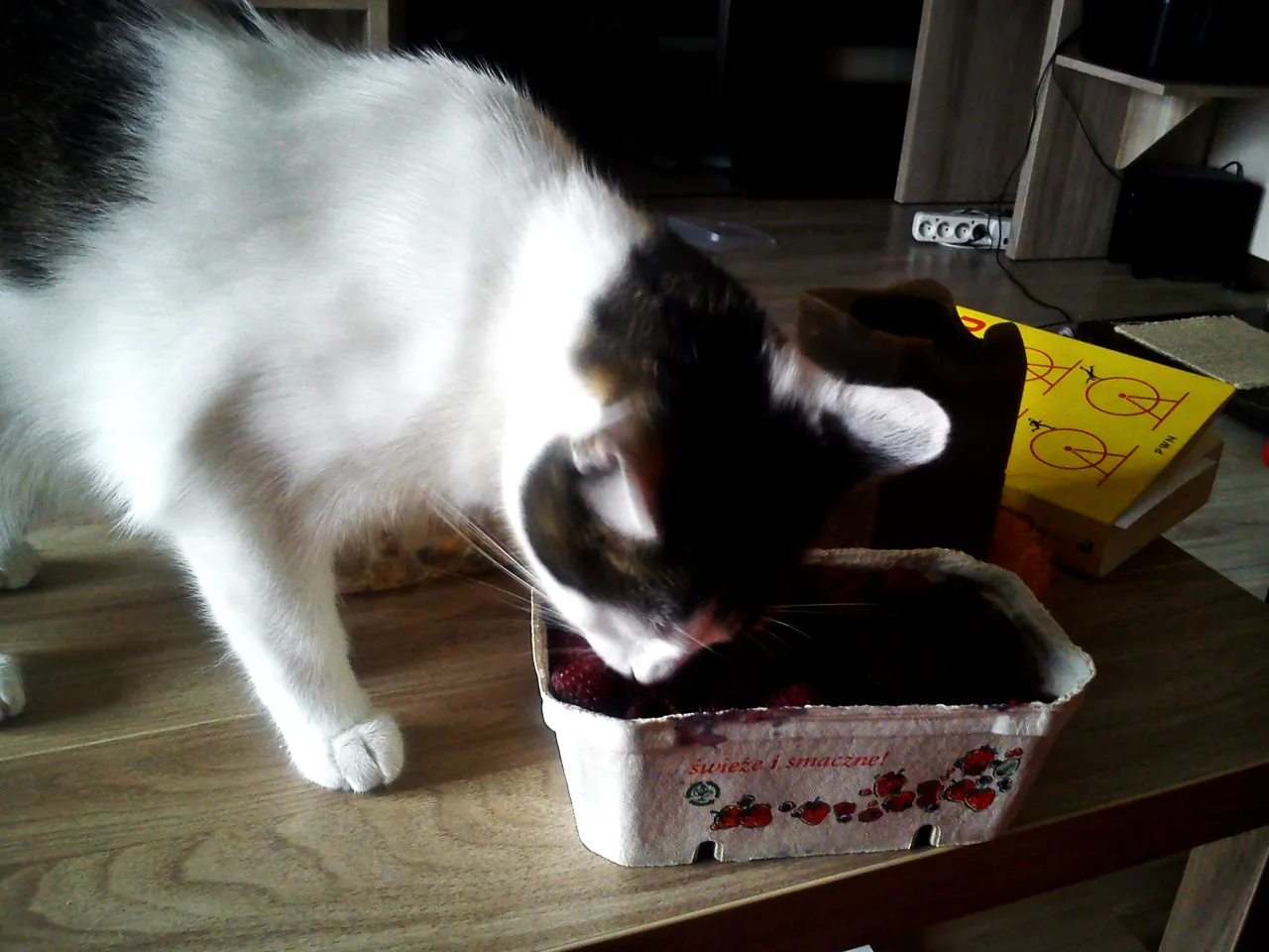 kot wąchający maliny