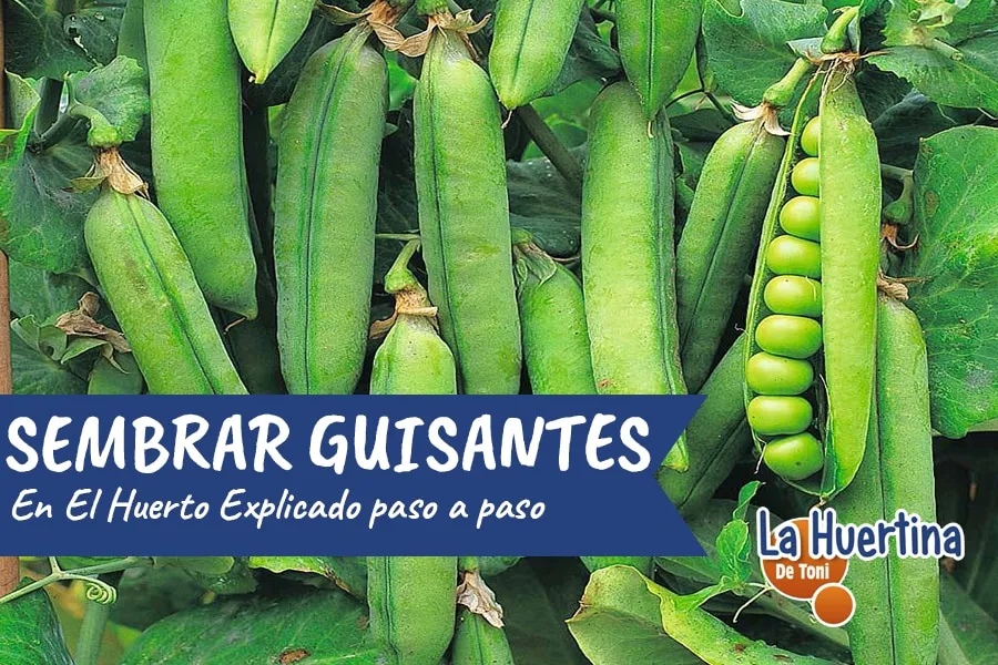 Zdjęcie Cuándo se planta los guisantes: evita errores comunes en la siembra