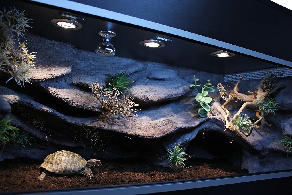 żółw grecki w terrarium z oświetleniem UVB