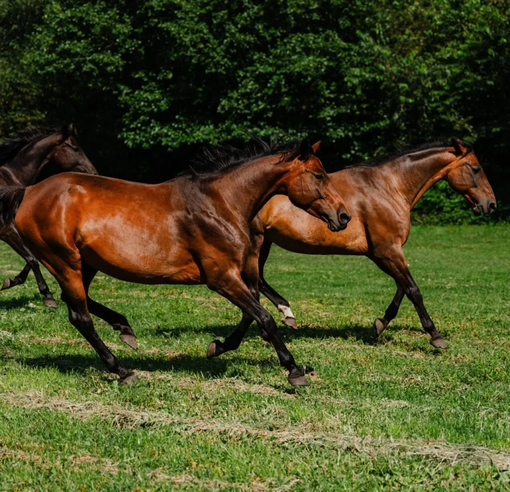 Pensjonat dla koni Małopolska