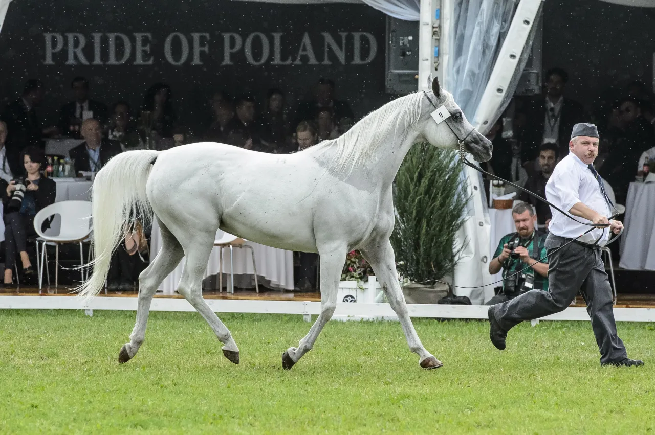 Aukcja Pride of Poland Janów Podlaski