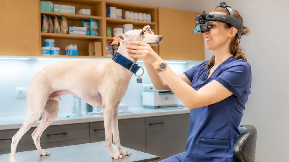 pies u weterynarza badanie oka