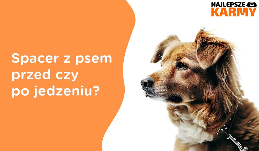 Zdjęcie Kiedy wychodzić z psem na spacer przed czy po jedzeniu, aby uniknąć zagrożeń?