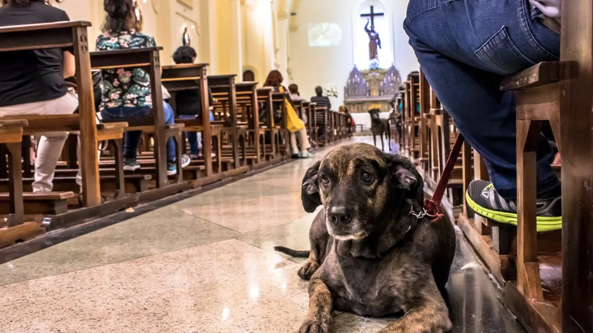 Zdjęcie Kogo patronem jest św. Franciszek? Odkryj jego niezwykłe znaczenie