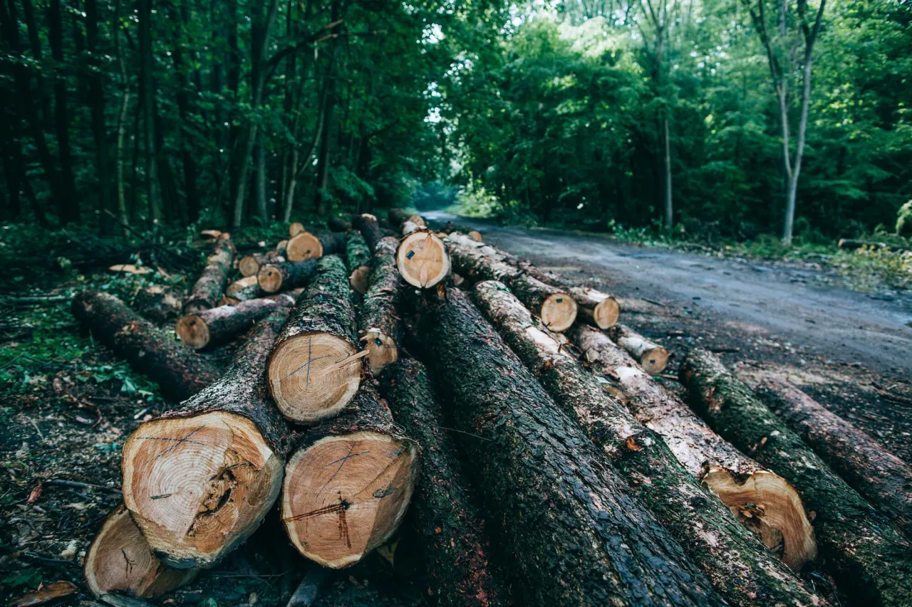 Zdjęcie Jak obliczyć wartość drzewa do wycinki? Opłaty, kary, odszkodowania