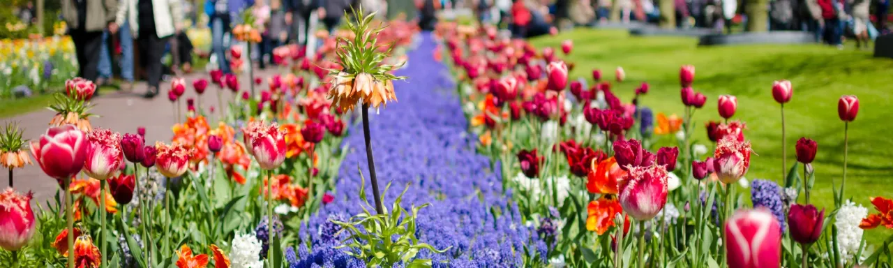Zdjęcie Najlepszy czas na wizytę w Keukenhof: uniknij tłumów i zobacz tulipany w pełni kwitnienia
