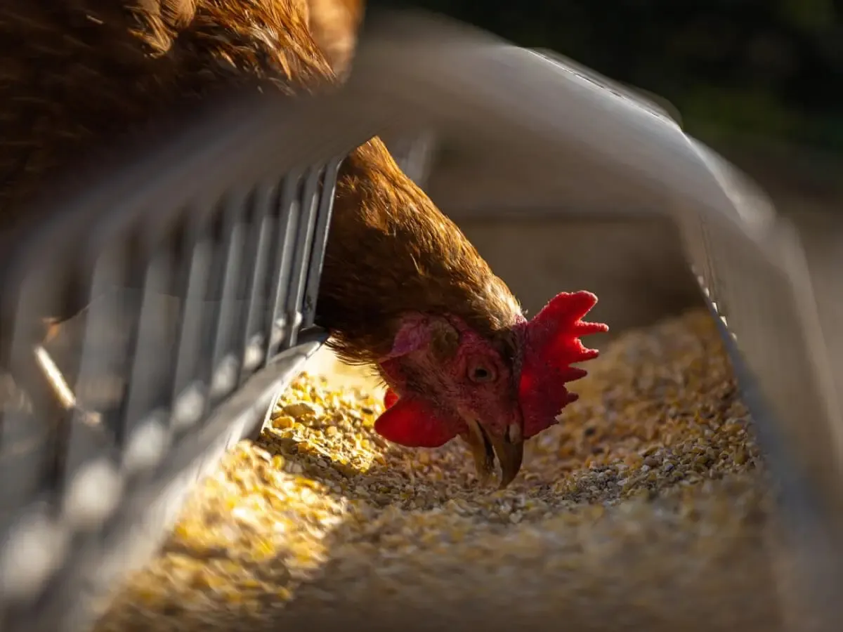 Zdjęcie Jakie zboże dla brojlerów: najlepsze opcje na szybki wzrost i zdrowie