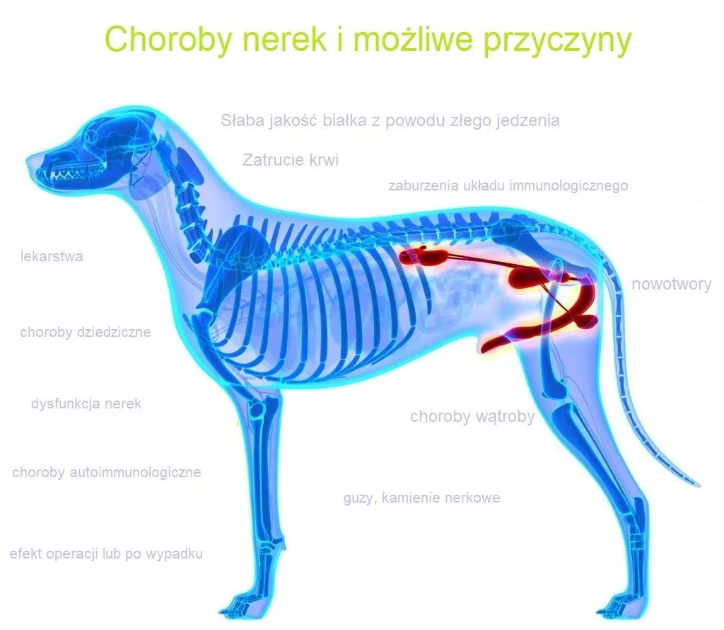 Zdjęcie Niewydolność nerek u psa: jakie są objawy i rokowanie tej choroby?
