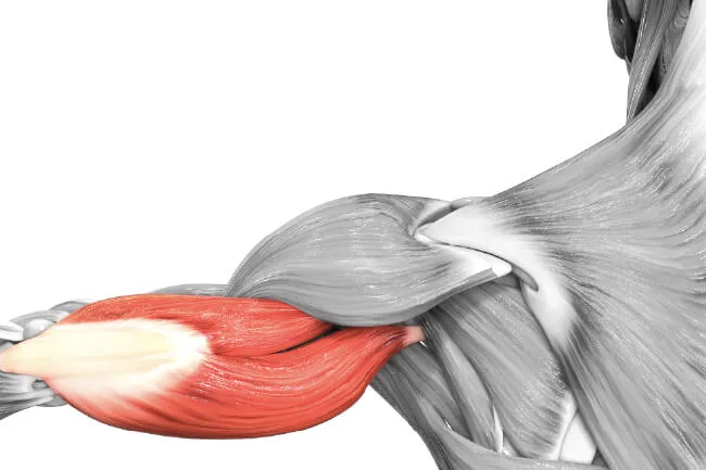 Zdjęcie El funcionamiento del sistema muscular: cómo mejora tu vida diaria